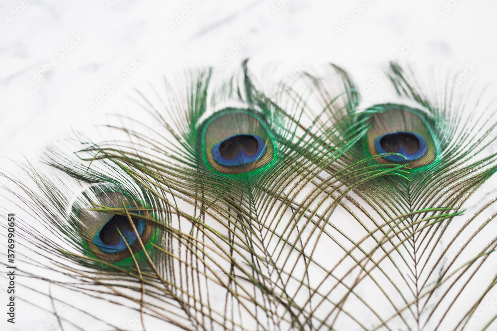 Obraz premium Peacock Feathers