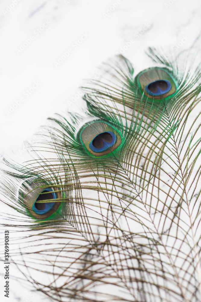 Obraz premium Peacock Feathers