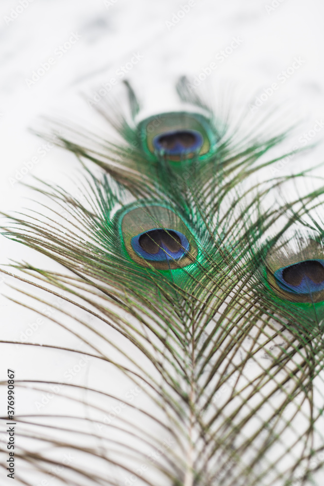 Obraz premium Peacock Feathers