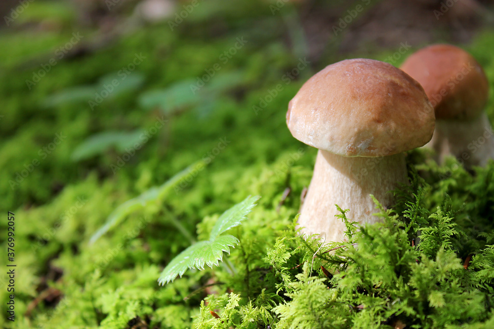 Boletus edulis edible mushroom in the forest. Fresh edible mushrooms. Close-up. Boletus edulis edible mushroom in the forest. Fresh edible mushrooms. Close-up.