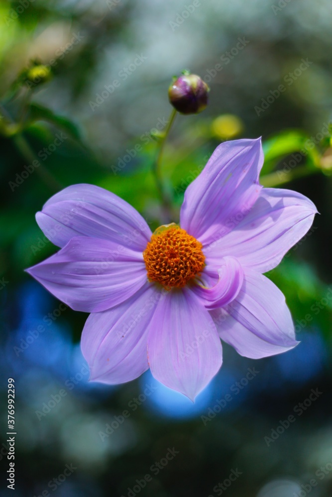 Fototapeta premium bee on flower