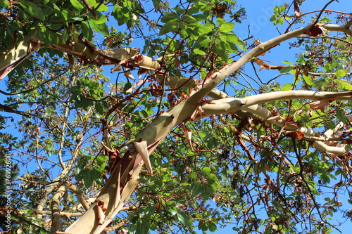 Pacific madrone tree sheds it's bark