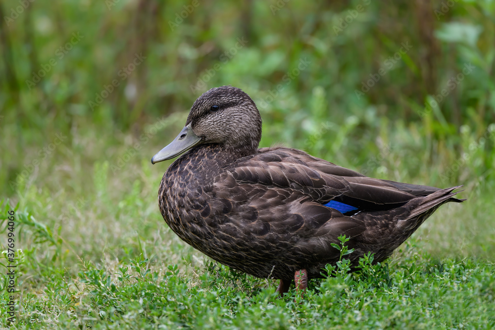 American Black Duck Resting on the Green Grass American Black Duck Resting on the Green Grass