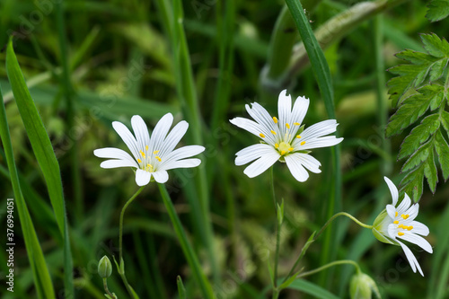 The or greater stitchwort or addersmeat   a flower abundant in Europe in April.