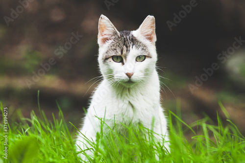 gatos callejeros