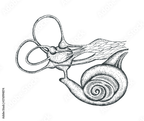 Vector illustration of inner ear. Schematic drawing of the hearing aid, vintage engraved illustration.
