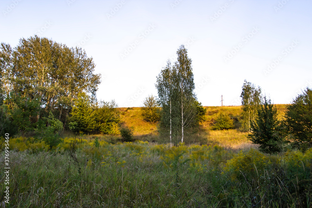 Beautiful landscape of grass field with birch tree and with sun ray in the Nikontsy village Sumy region, Ukraine.