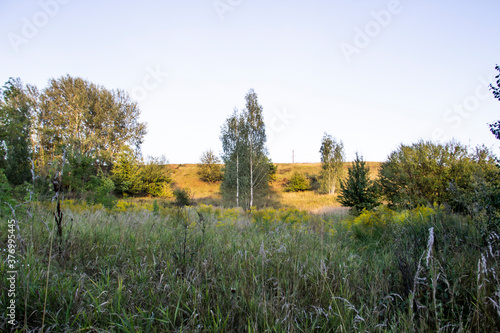 Beautiful landscape of grass field with birch tree and with sun ray in the Nikontsy village Sumy region, Ukraine.