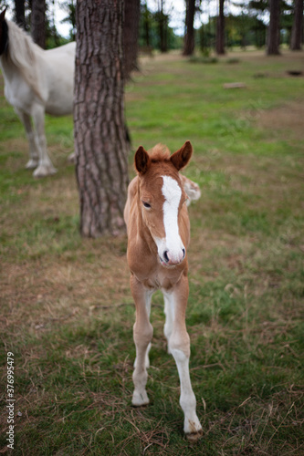 Foal in the woods