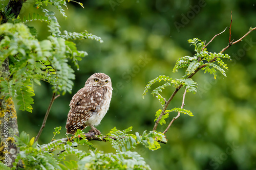 Burrowing Owl (Athene cunicularia) sitting on a branch in the Netherlands photo