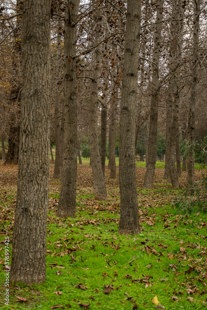 Fototapeta premium Photographs taken in Santiago de Chile Park