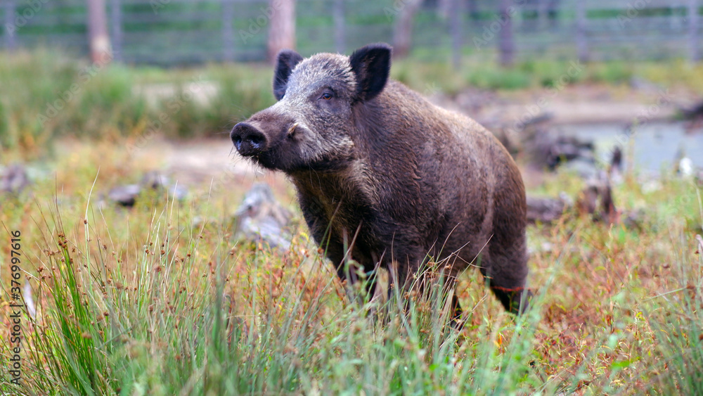 Fototapeta premium Wild boar on the edge of a pine forest against the backdrop of a small lake.