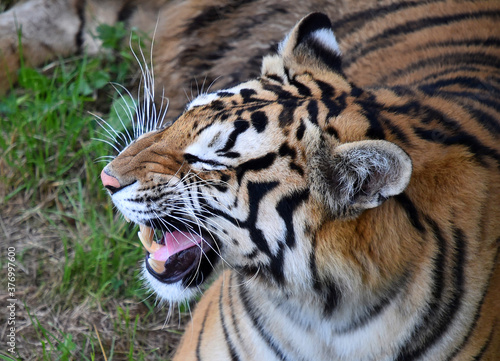 Fototapeta Naklejka Na Ścianę i Meble -  tigre de bengala