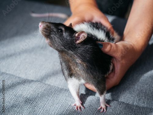 Child hands holding white and black rat