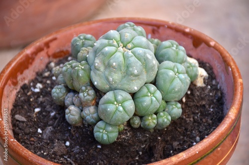 Принти на полотні Pot with Peyote plant (Lophophora williamsii).
