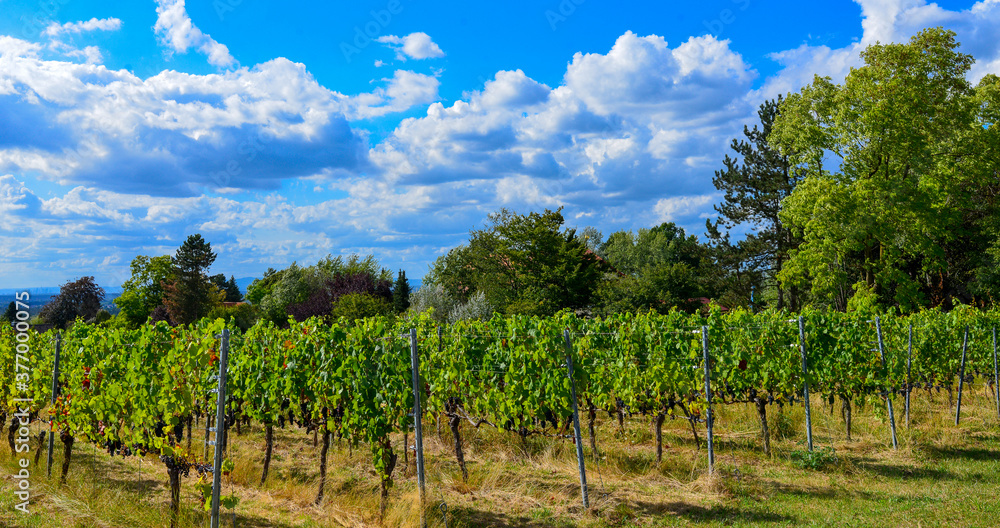 Fototapeta premium Weinbau in Wasserlos-Alzenau