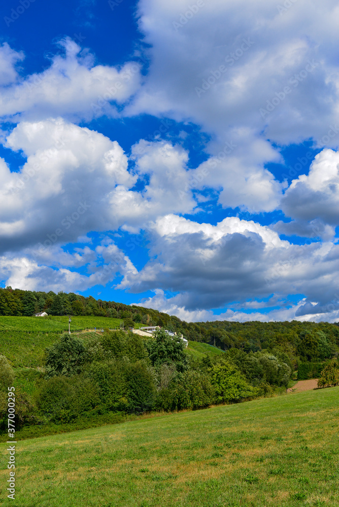 Fototapeta premium Weinbau am Schloßberg in Wasserlos-Alzenau