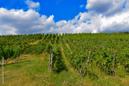Weinbau am Schlo  berg in Wasserlos-Alzenau