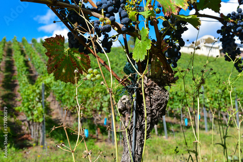 Weinbau am Schloßberg in Wasserlos-Alzenau photo