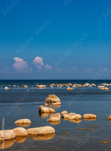 Big stones in sea with great cormorants and swans on background. photo