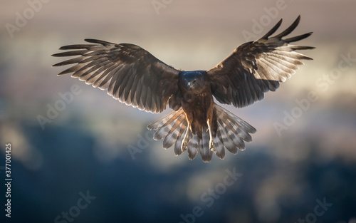 Wild Kahu hawk landing New Zealand © Simon Larkin