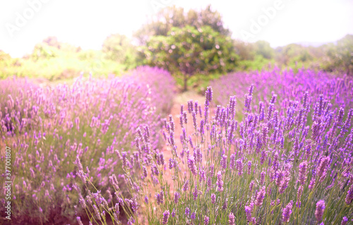 Mountain lavender on Hvar island in Croatia with sun flare