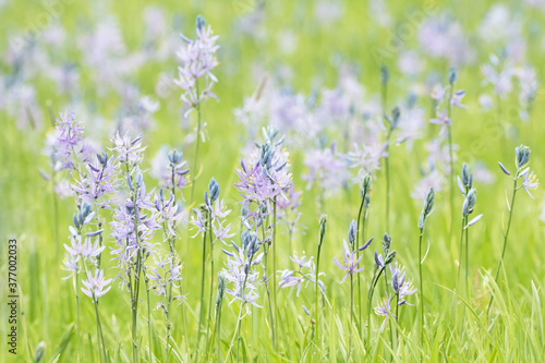 Original botanical photograph of lavender Camas wildflowers growing in a meadow in spring