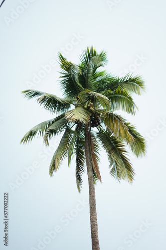 palm tree and blue sky