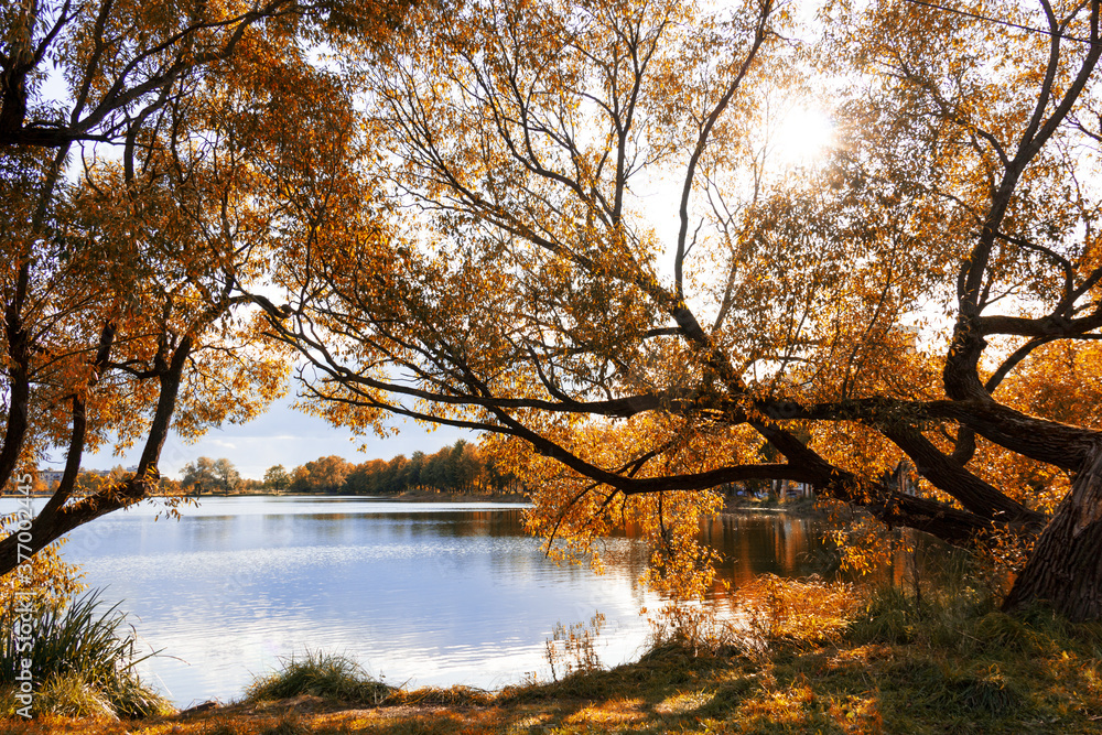Obraz premium Autumn park by the river. Sun light through the fall orange leaves.