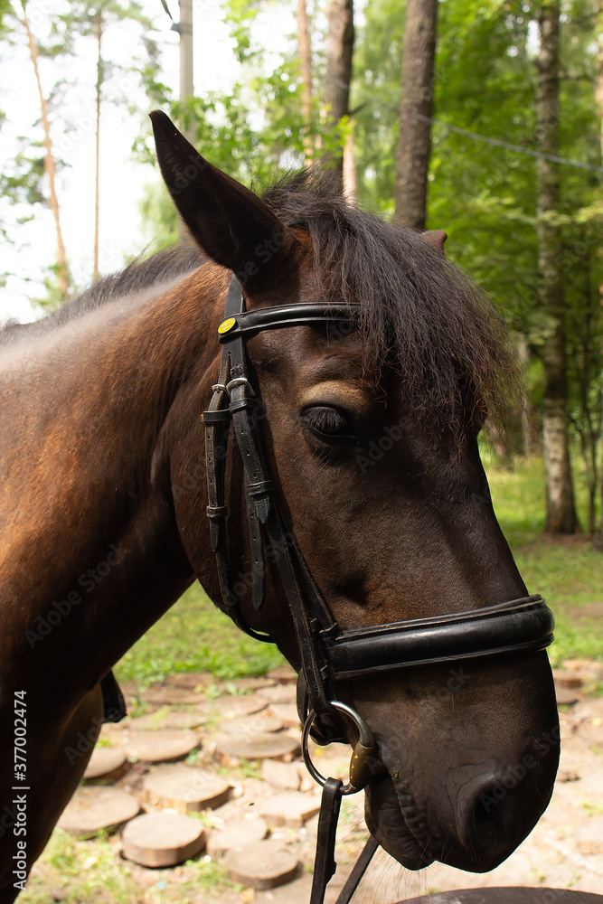 Fototapeta premium beautiful horse in nature in the park
