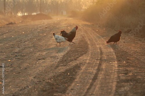 Foto Gallinas