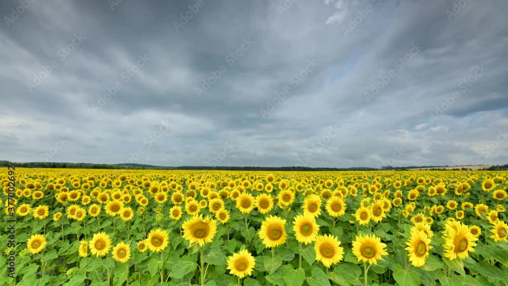 Timelapse of bautiful sunflowers field over blue sky Timelapse of bautiful sunflowers field over blue sky