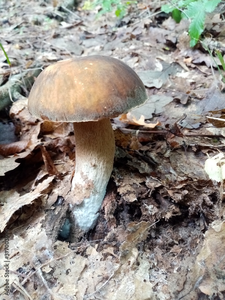 Edible forest mushrooms. A photograph of an edible forest mushroom in nature. Edible forest mushrooms. A photograph of an edible forest mushroom in nature.