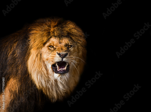фотографія Portrait of a Beautiful lion, furious lion in dark