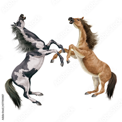 cheval  indien  blanc  animal  isol    combat  force    talon  galop  course  courir  amoureux des chevaux  mammif  re  arabe  chevalin  nature  silhouette  ferme  sauvage  crin  illustration  poney  bea