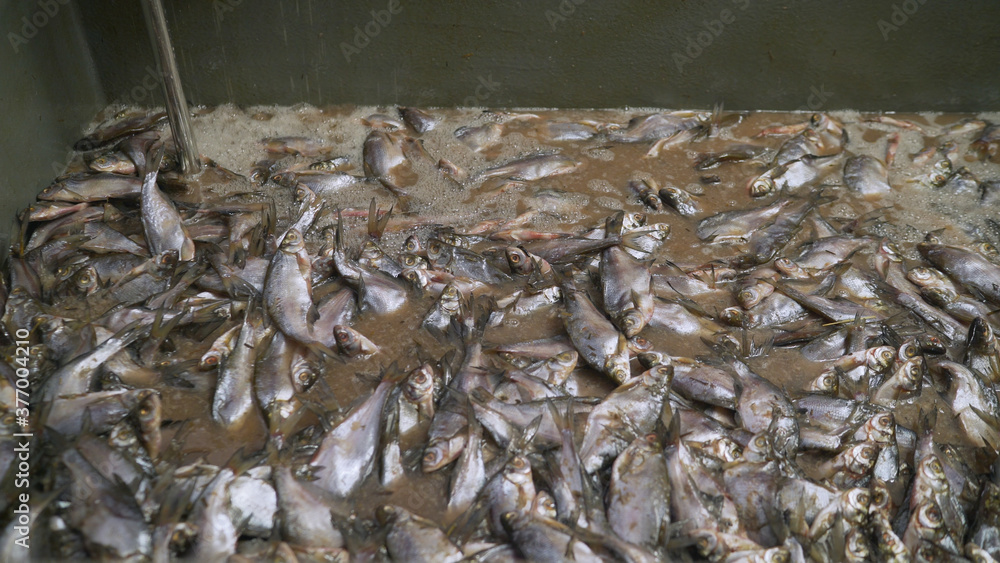 Fresh fish in the bathroom at the fish processing plant. Fresh fish at the fish processing plant. fish conveyor, in the fish processing workshop Fishing factory, huge catch of fish. Fresh fish in the bathroom at the fish processing plant. Fresh fish at the fish processing plant. fish conveyor, in the fish processing workshop Fishing factory, huge catch of fish.