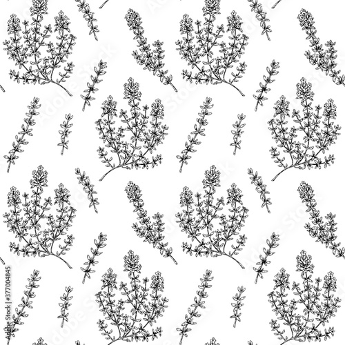 Hand drawn thyme seamless pattern. Vector illustration