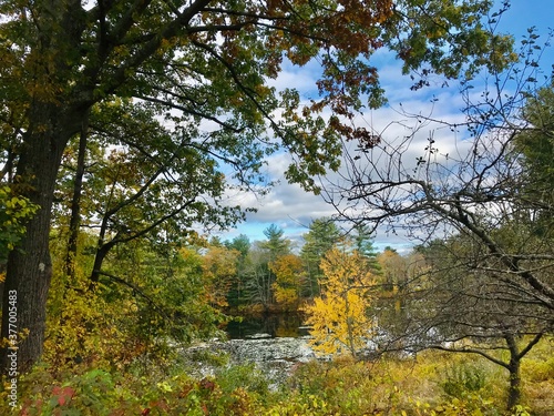 autumn in the forest