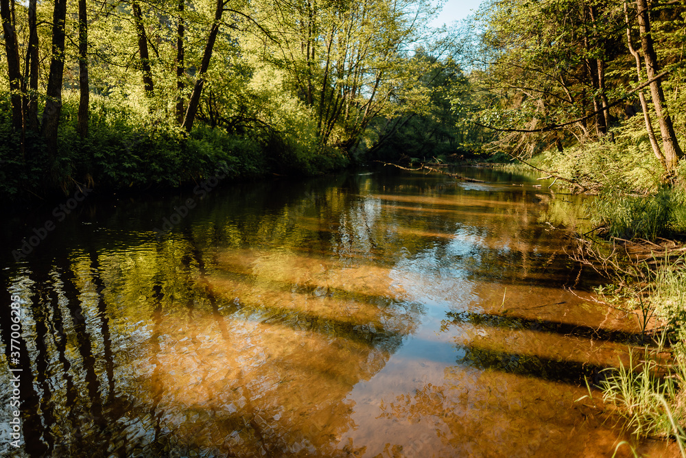 beautiful forest river on summer morning