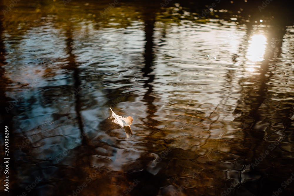 Fototapeta premium beautiful forest river on summer morning