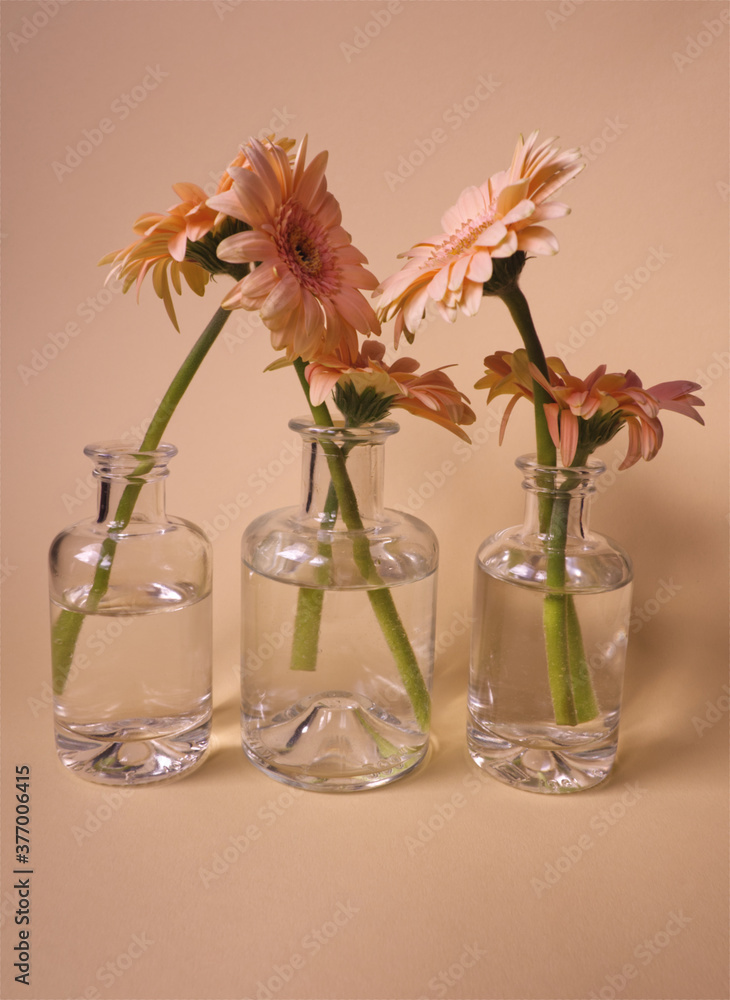 Soft pink gerbera (daisy flower) in a glass bottle on peach background. Beautiful gentle floral concept with monochrome colors, minimalism and hard light with shadow Soft pink gerbera (daisy flower) in a glass bottle on peach background. Beautiful gentle floral concept with monochrome colors, minimalism and hard light with shadow