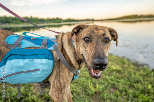 Brindle dog in backpack looking at camera by a lake.