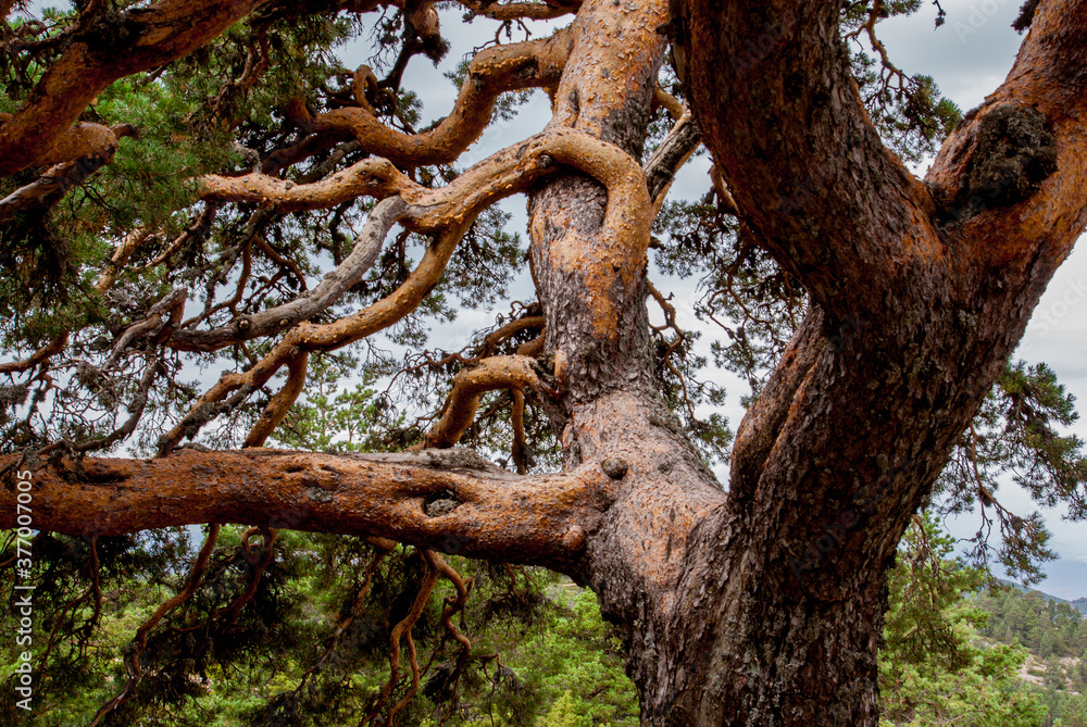 Reed bark trunk pine. (Pinus sylvestris) in Sierra de Javalambre, Spain.
Reed bark trunk pine. (Pinus sylvestris) in Sierra de Javalambre, Spain.
