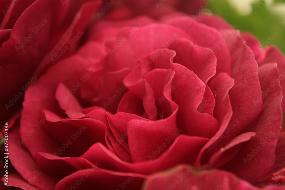 Naklejka premium red rose closeup