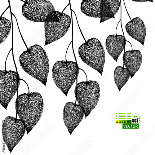 Physalis graphic sketch isolated. Background with physalis. Vector Illustratation