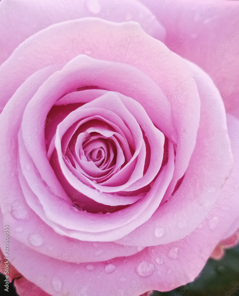 pink rose close up pink rose close up