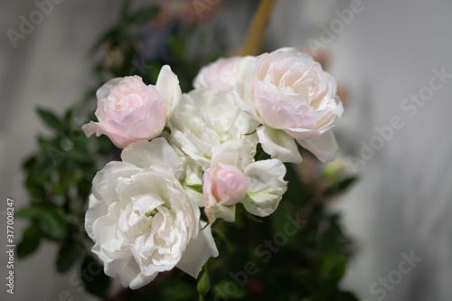 Flores, rosas blancas, cultivadas dentro de casa. flores blancas y rosas