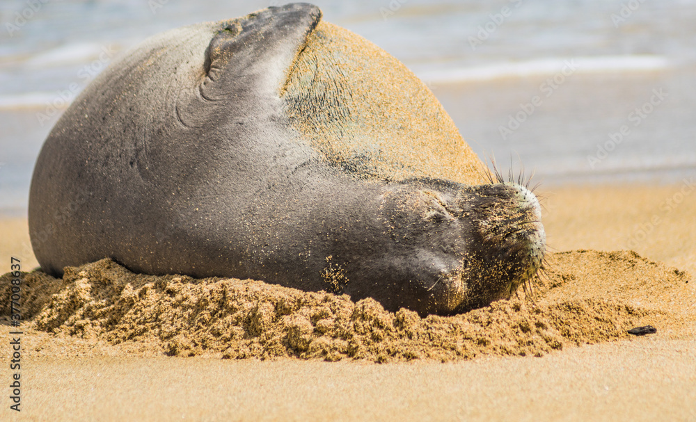 Hawaiian monk seal Hawaiian monk seal
