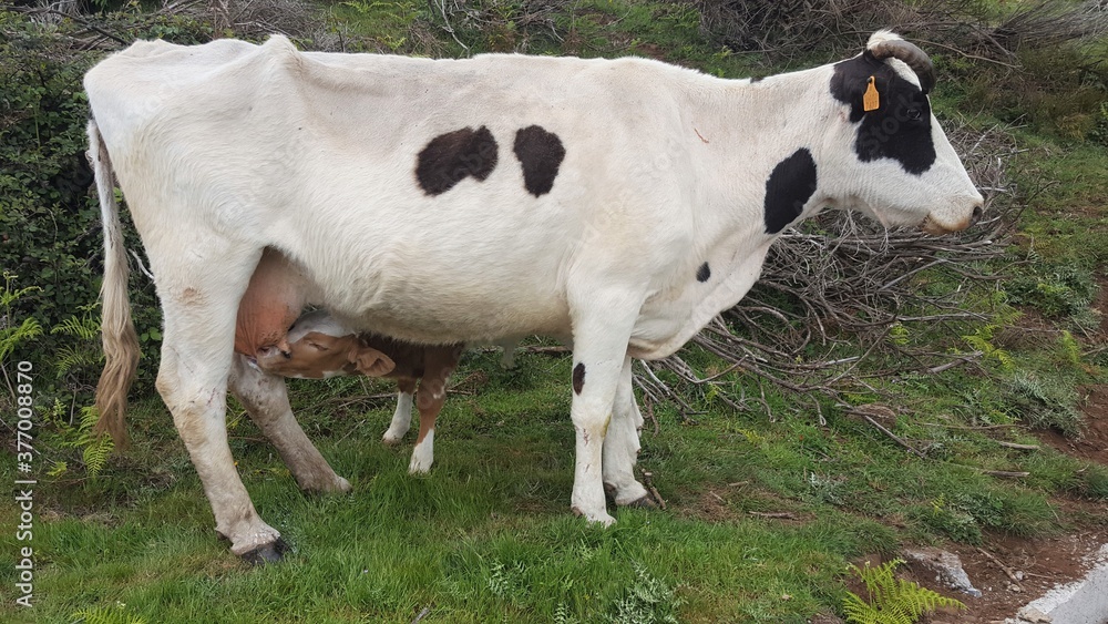 Madère, veau sous la mère barrant la levada Paul Da Serra