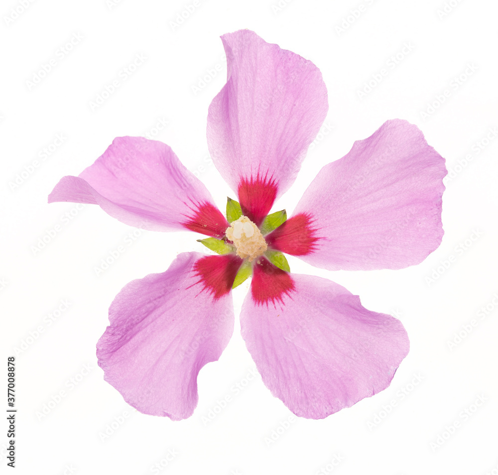 hibiscus syriacus fiore isolato su fondo bianco hibiscus syriacus fiore isolato su fondo bianco